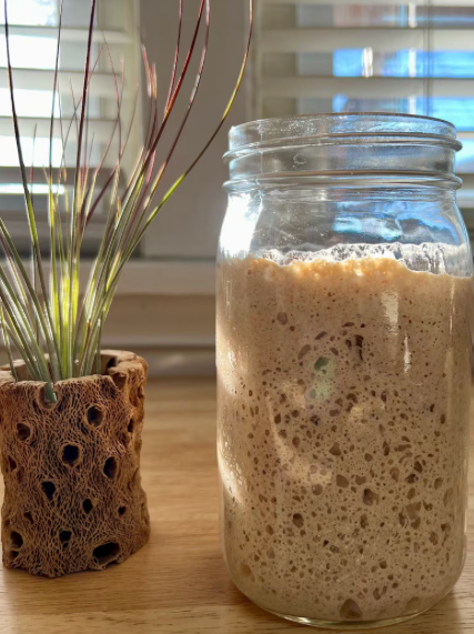 Whole Wheat Sourdough Starter Dehydrated ( Clint Wheatwood )